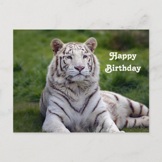Carte Postale Belle photo d'anniversaire de tigre blanc (Devant)