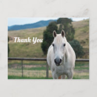 Belle Photo de Cheval Appaloosa Blanc Merci