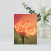 Carte Postale Belle photo de Rose romantique (Debout devant)