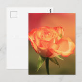 Carte Postale Belle photo de Rose romantique (Devant / Derrière)