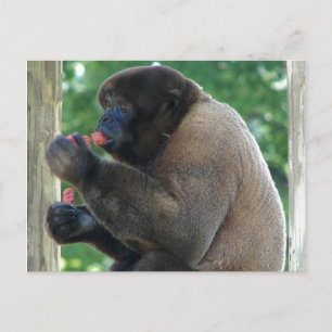 Carte Postale Belle photo de singe laineux Brown