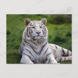 Carte Postale Belle photo de tigre blanc