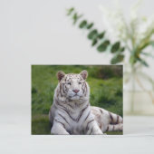 Carte Postale Belle photo de tigre blanc (Debout devant)