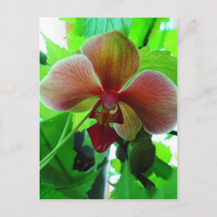 Carte Postale Belle photo d'orchidée exotique