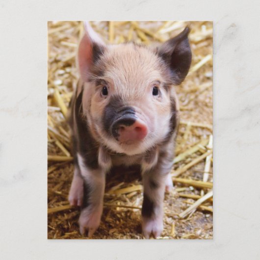 Carte Postale Belle photo d'un bébé porc (Devant)