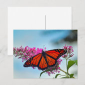 Carte Postale Belle photo Monarch Butterfly (Devant / Derrière)