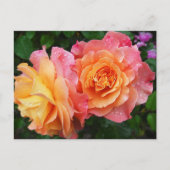 Carte Postale Belle photo rose rose et orange (Devant)