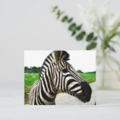 Carte Postale Belle photo Zebra (Debout devant)