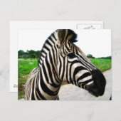 Carte Postale Belle photo Zebra (Devant / Derrière)