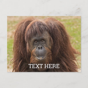 Carte Postale Belle photographie de Borneo Orangutan