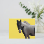 Carte Postale Belle Piebald Pony (Debout devant)