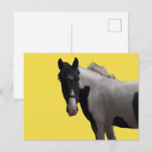 Carte Postale Belle Piebald Pony (Devant / Derrière)