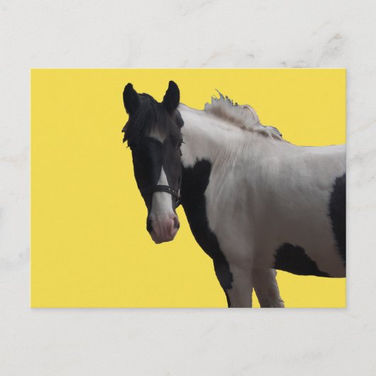 Carte Postale Belle Piebald Pony (Devant)