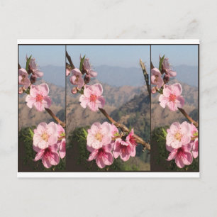 Carte Postale Belle plantation de fruits UttraKHAND Flower India