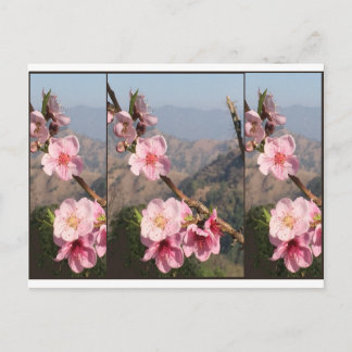 Carte Postale Belle plantation de fruits UttraKHAND Flower India