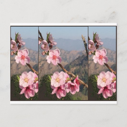 Carte Postale Belle plantation de fruits UttraKHAND Flower India (Devant)