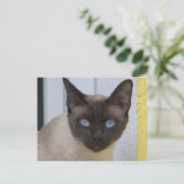 Carte Postale Belle pointe de phoque Chat siamois (Debout devant)