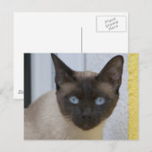 Carte Postale Belle pointe de phoque Chat siamois (Devant / Derrière)