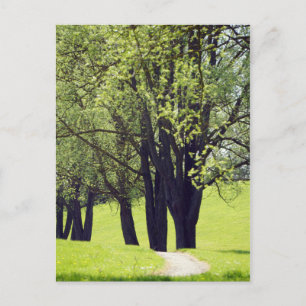 Carte Postale Belle prairie