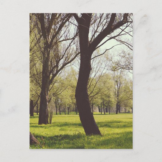 Carte Postale Belle prairie (Devant)