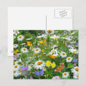 Carte Postale Belle prairie Fleur sauvage et papillon (Devant / Derrière)