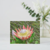 Carte postale - Belle Protea au Cap (Debout devant)