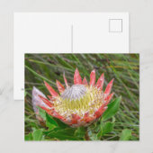 Carte postale - Belle Protea au Cap (Devant / Derrière)