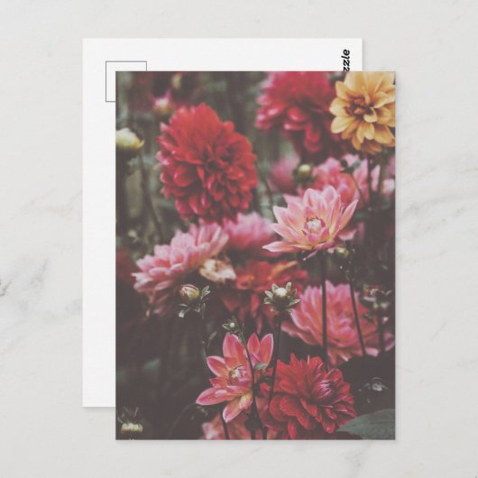 Carte Postale Belle rose Fleurs d'automne Beaux art Photographie (Devant / Derrière)