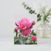 Carte Postale Belle rose rose rose (Debout devant)