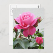 Carte Postale Belle rose rose rose (Devant / Derrière)