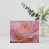 Carte postale Belle rose rose rose (Debout devant)
