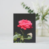 Carte Postale Belle rose rose rouge Gros plan do-it-yourself car (Debout devant)