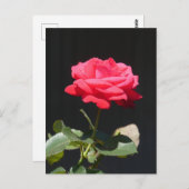 Carte Postale Belle rose rose rouge Gros plan do-it-yourself car (Devant / Derrière)