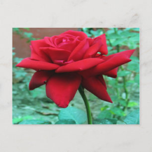 Carte Postale Belle Rose Rouge