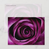 Carte Postale Belle Rose violette Fleur Pétales Fille Cadeaux (Devant / Derrière)