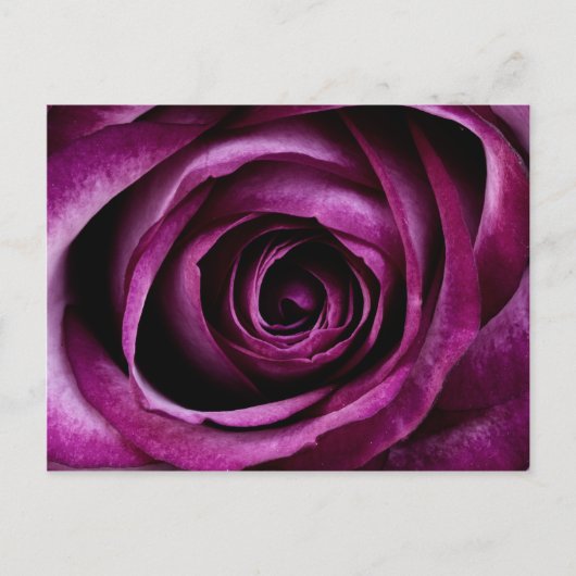 Carte Postale Belle Rose violette Fleur Pétales Fille Cadeaux (Devant)