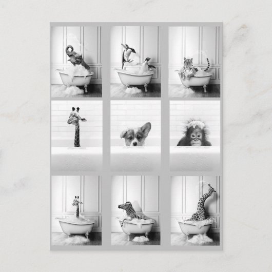 Carte Postale Belle salle de bain Animaux dans Baignoire (Devant)