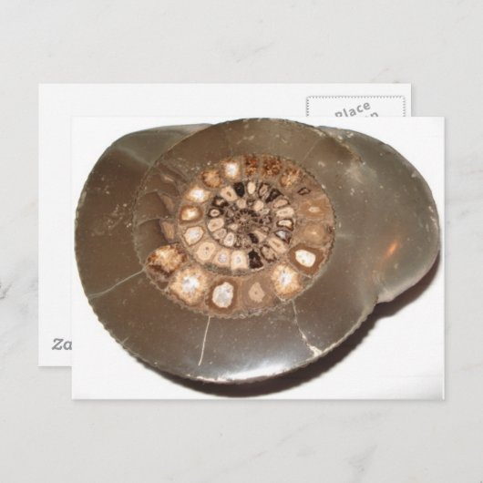 Carte Postale Belle section Dactylioceras ammnite fossile (Devant / Derrière)