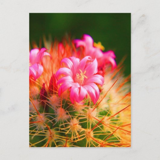 Carte Postale Belle Sticky Cactus fleurs Cactus (Devant)