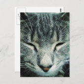 Carte Postale Belle tabby à coucher kitten (Devant / Derrière)