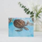 Carte Postale Belle tortue de mer (Debout devant)