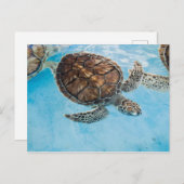 Carte Postale Belle tortue de mer (Devant / Derrière)
