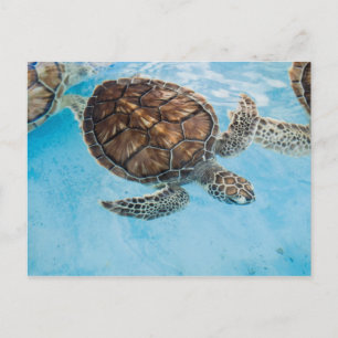 Carte Postale Belle tortue de mer