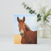 Carte Postale Belle Veste (Debout devant)