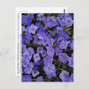 Carte Postale Belle Violet Bleu Pétunia Fleurs Photo