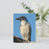Carte Postale Belle Western Scrub Jay (Debout devant)