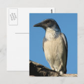 Carte Postale Belle Western Scrub Jay (Devant / Derrière)
