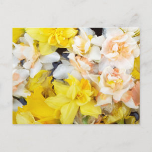 Carte Postale Belles daffodiles de printemps photo flottant sur