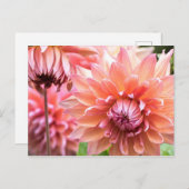 Carte Postale Belles Dahlias Roses (Devant / Derrière)