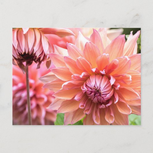 Carte Postale Belles Dahlias Roses (Devant)